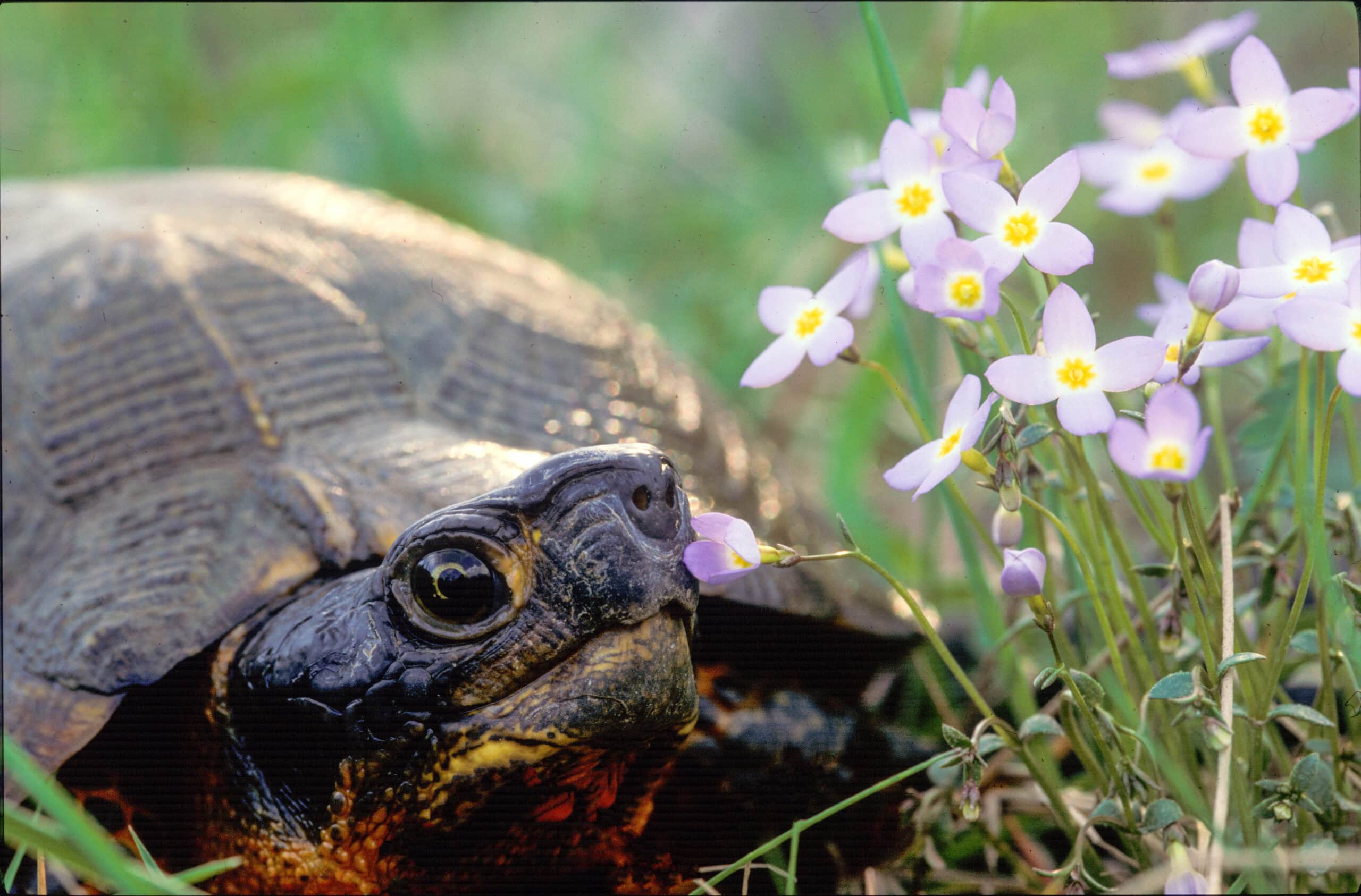 woodturtle