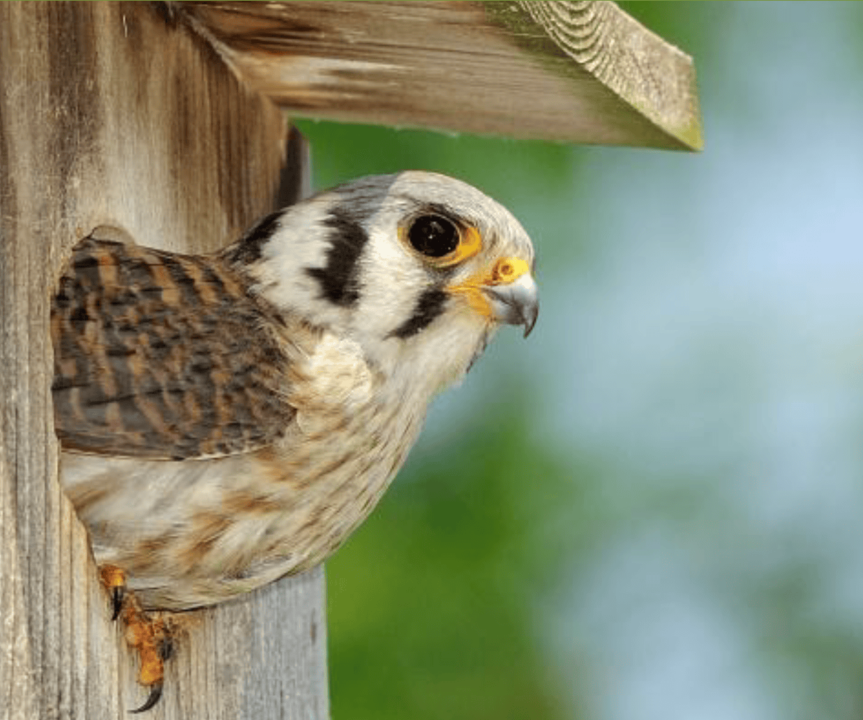 00_kestrel1